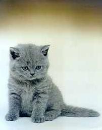 bron: Foto Archief Catdata