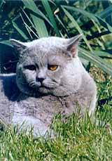 bron: Foto Archief Catdata 