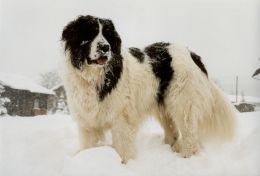 Landseer  Foto:C Kouwenhoven