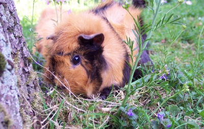 cavia