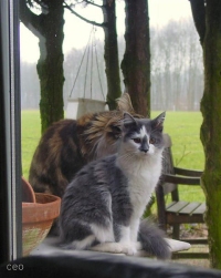 Main Coon 