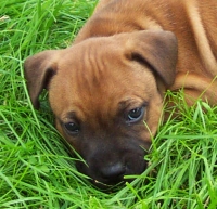 milo 